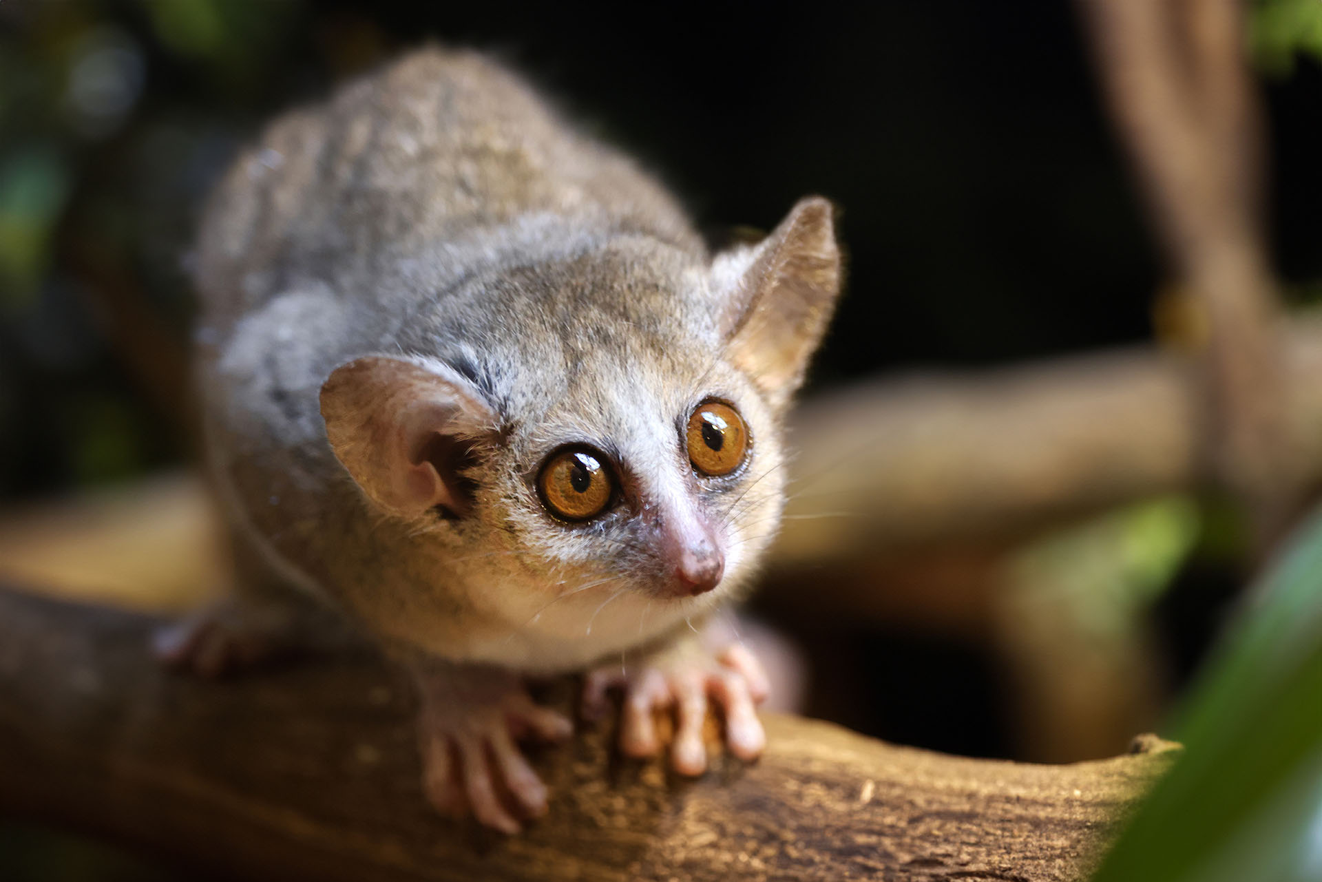 Microcèbe mignon : le plus petit primate au monde